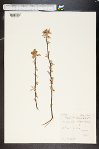 Amelanchier vulgaris image