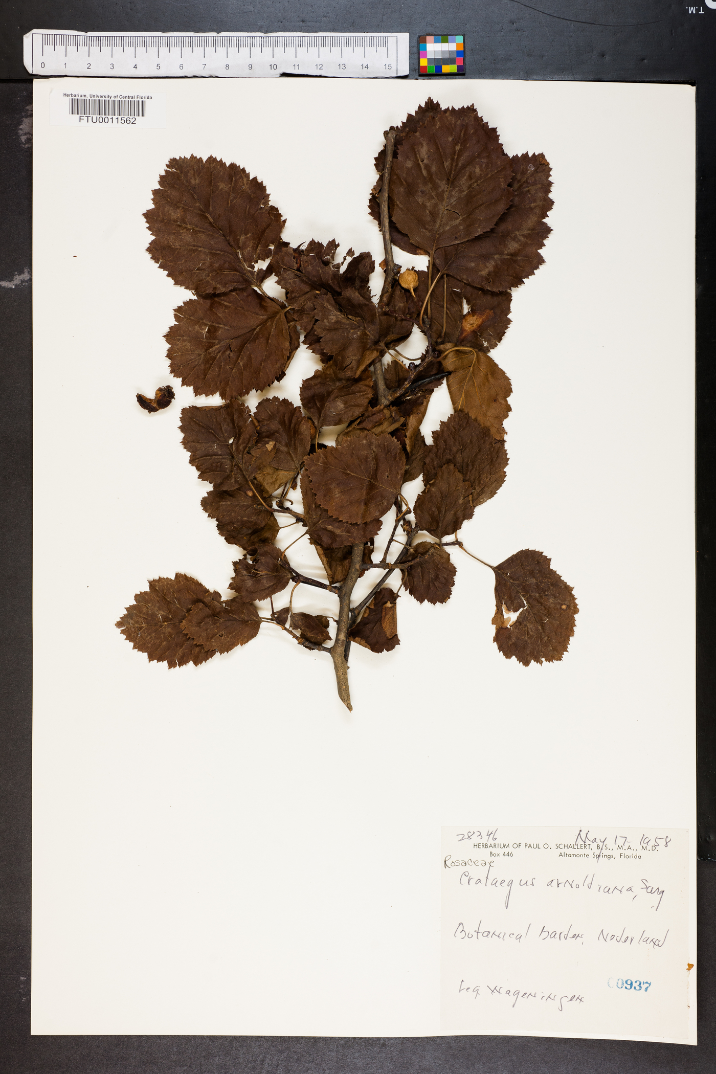 Crataegus arnoldiana image
