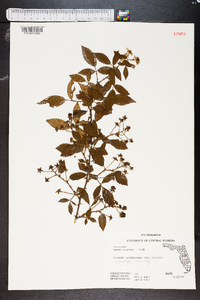 Rubus argutus image