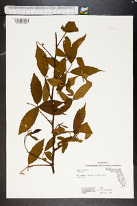 Rubus argutus image