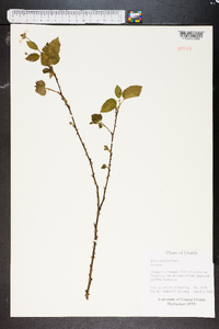 Rubus cuneifolius image