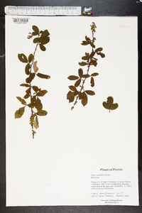 Rubus cuneifolius image