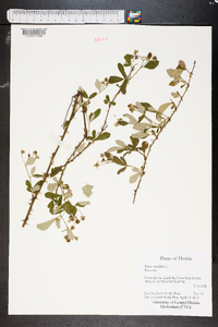 Rubus cuneifolius image