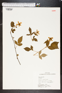 Rubus argutus image