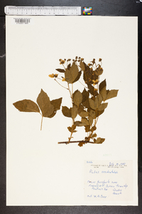 Rubus occidentalis image