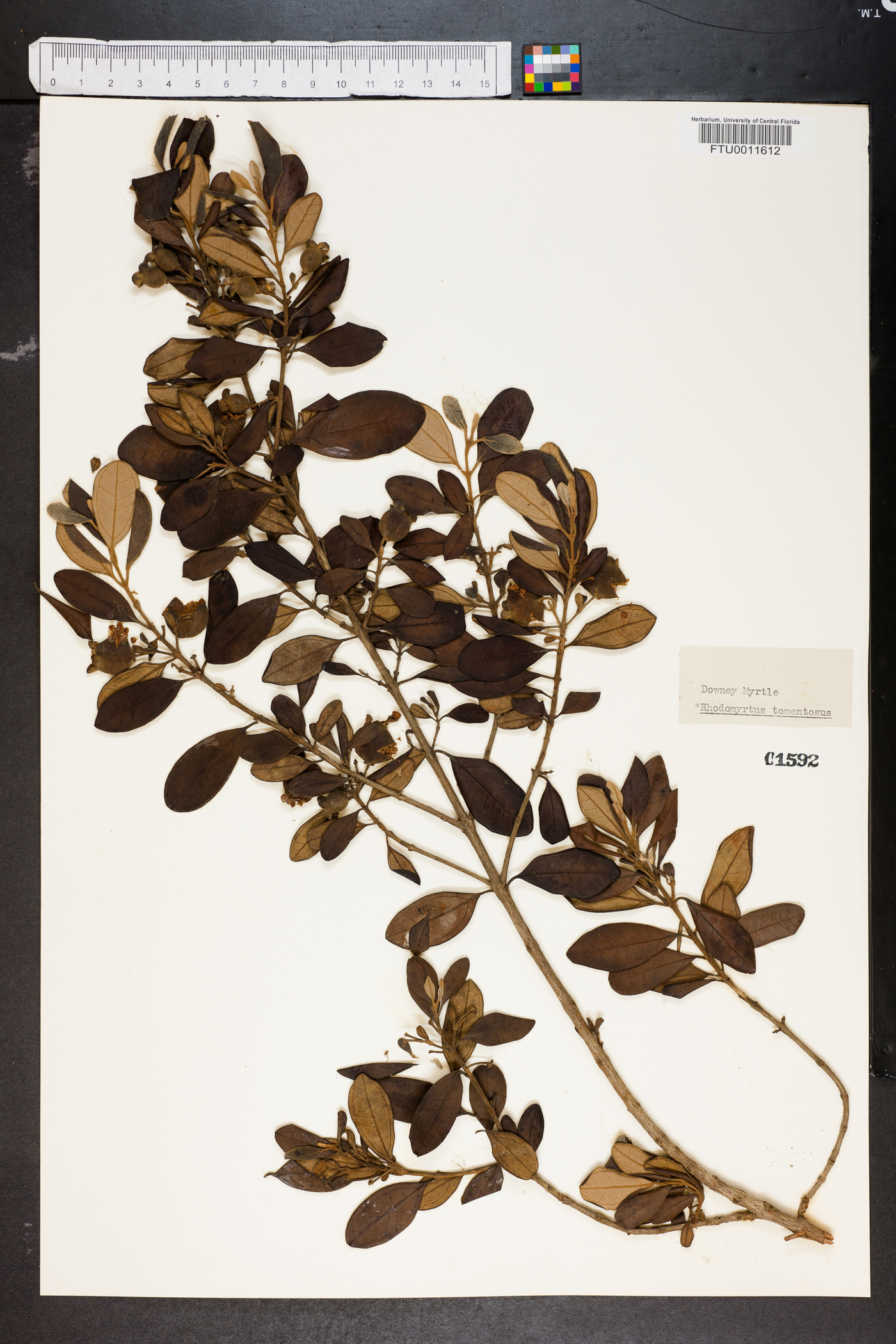 Rhodomyrtus tomentosus image