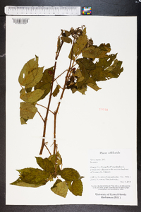 Rubus argutus image