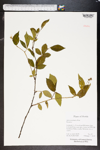 Rubus pensilvanicus image