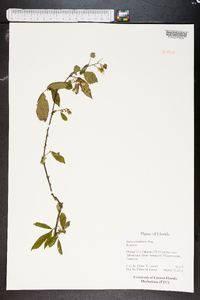 Rubus pensilvanicus image