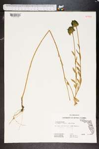 Polygala rugelii image