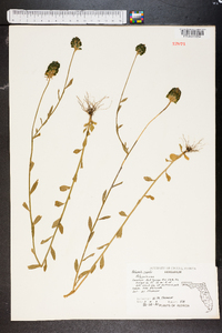 Polygala rugelii image