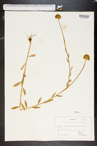 Polygala rugelii image