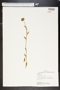 Polygala rugelii image