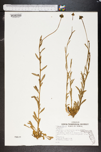 Polygala rugelii image