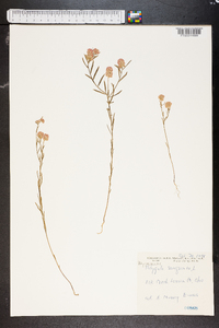 Polygala sanguinea image