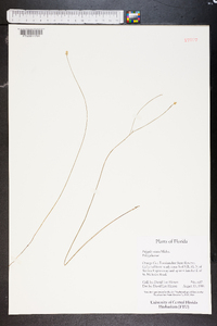 Polygala setacea image