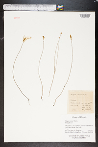 Polygala setacea image