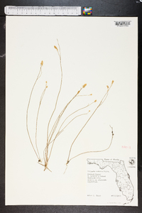 Polygala setacea image