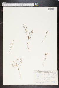 Polygala verticillata image