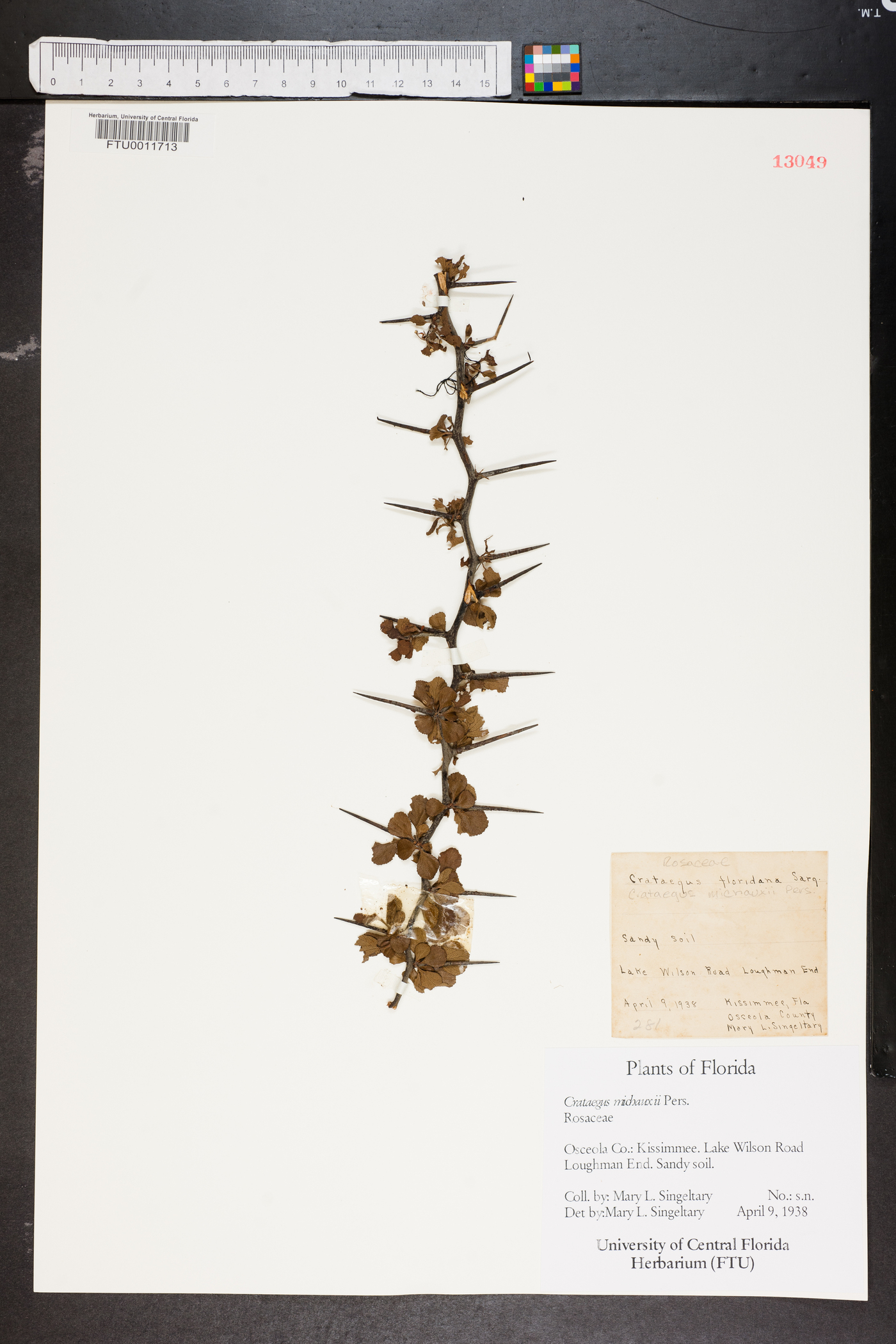 Crataegus michauxii image