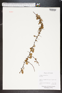 Crataegus michauxii image