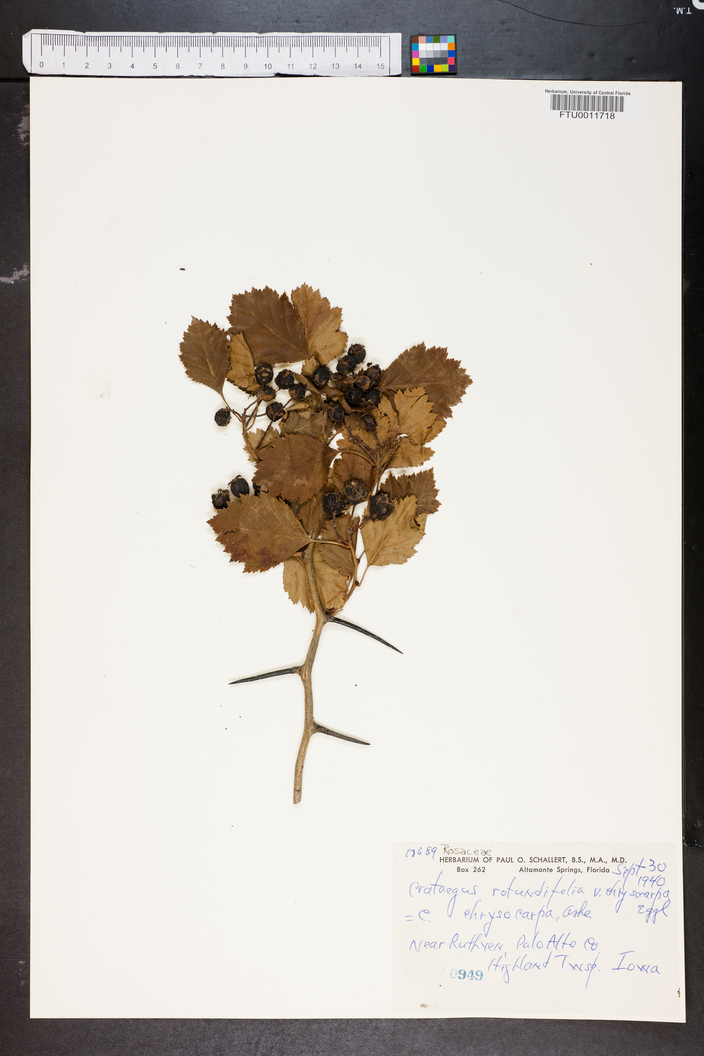 Crataegus rotundata image