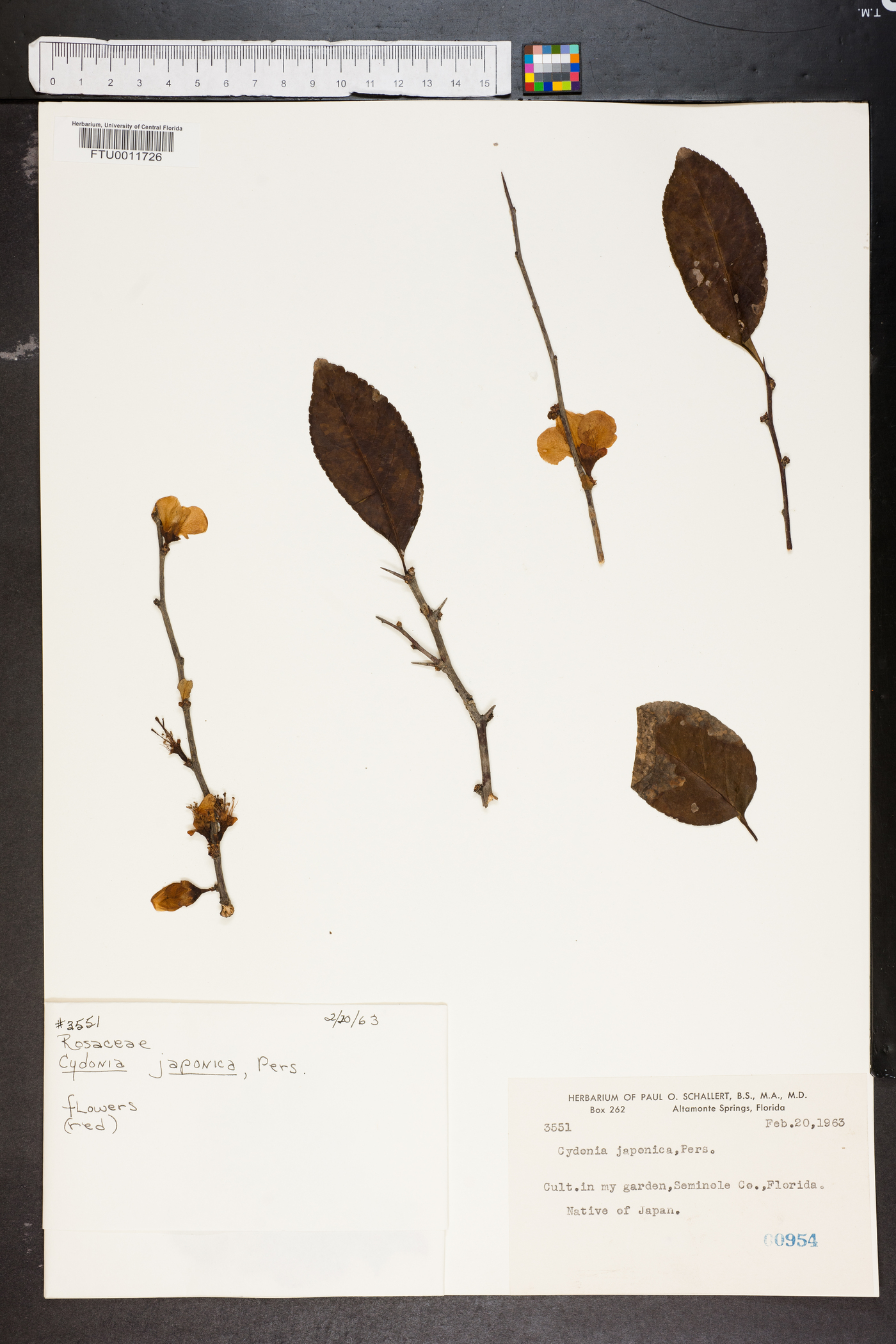 Cydonia japonica image