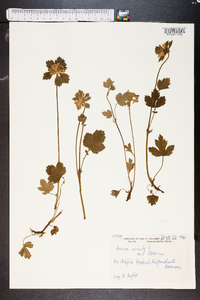 Geum rivale image