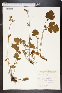 Geum rivale image