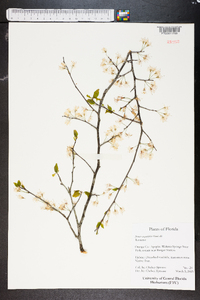 Prunus avium image