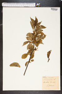 Prunus avium image