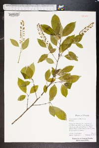 Prunus caroliniana image