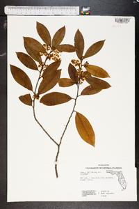 Prunus caroliniana image