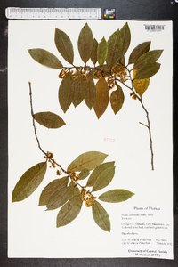 Prunus caroliniana image