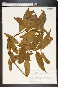 Prunus persica image