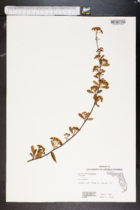 Pyracantha coccinea image