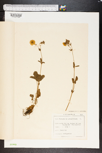 Potentilla grandiflora image