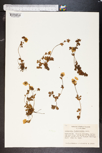 Potentilla flabellifolia image