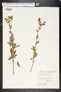 Potentilla erecta image