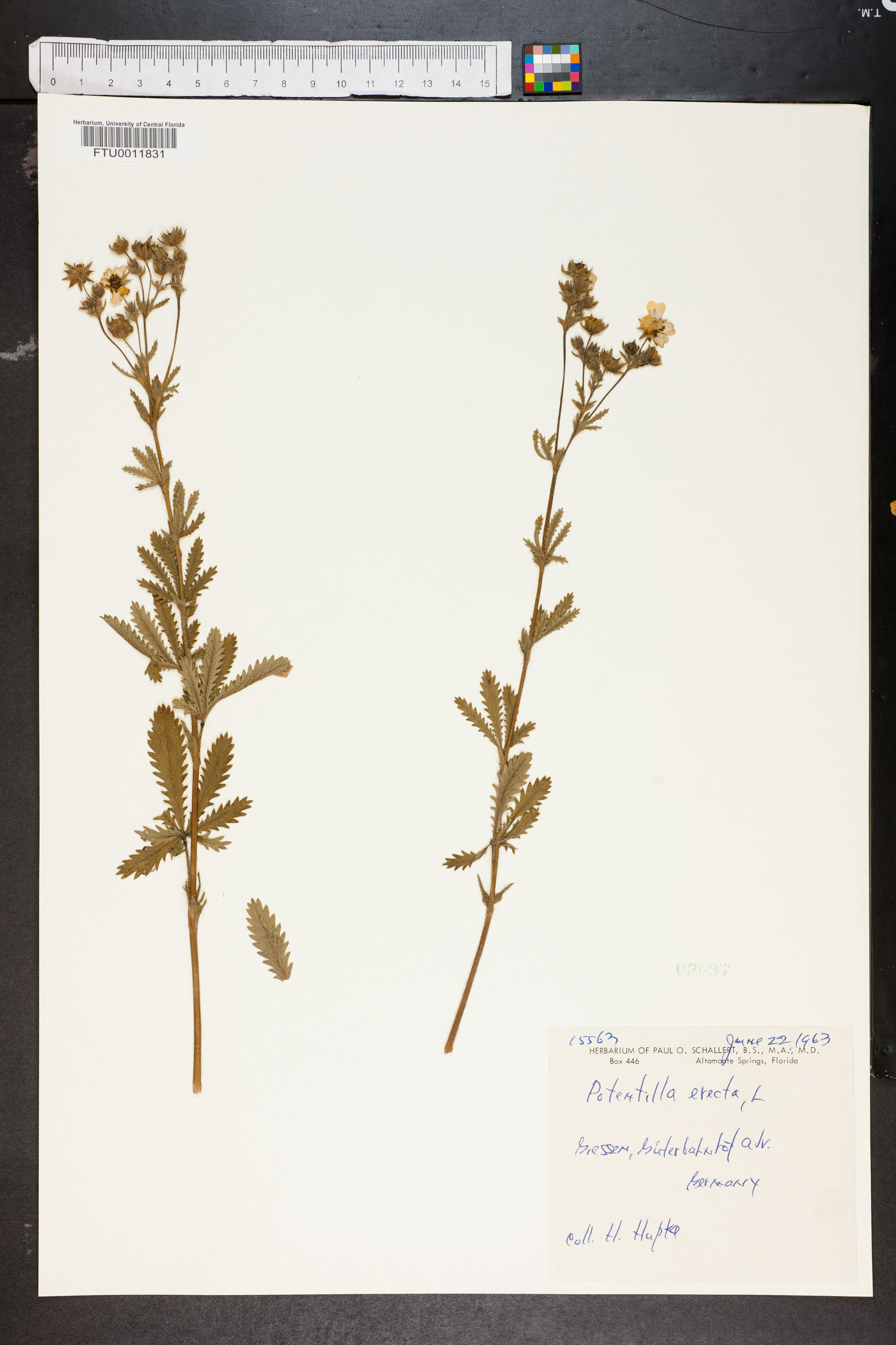 Potentilla erecta image