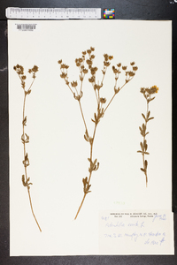 Potentilla erecta image