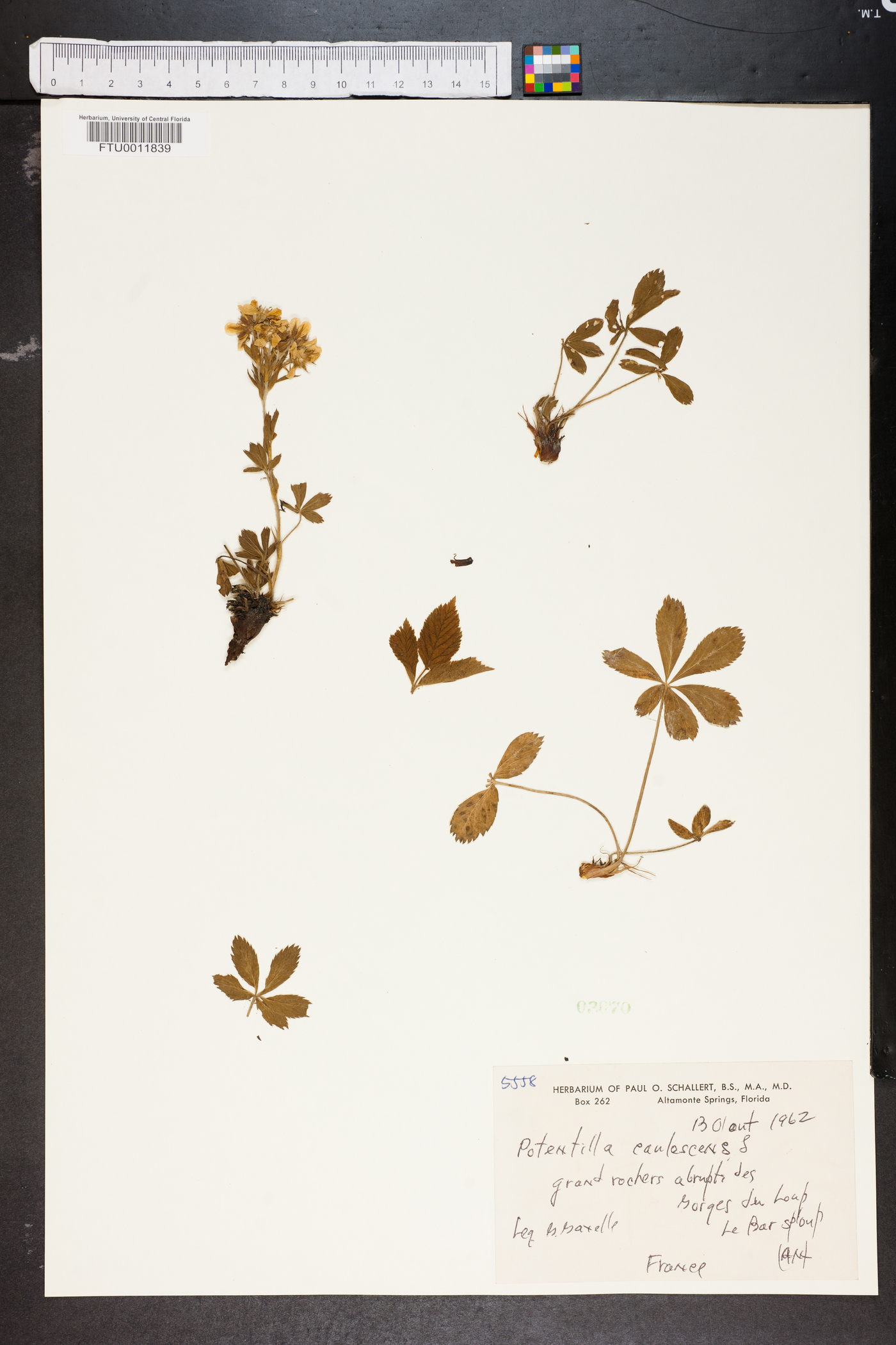 Potentilla caulescens image