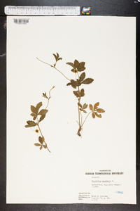 Potentilla canadensis image