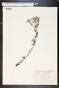 Potentilla argentea image