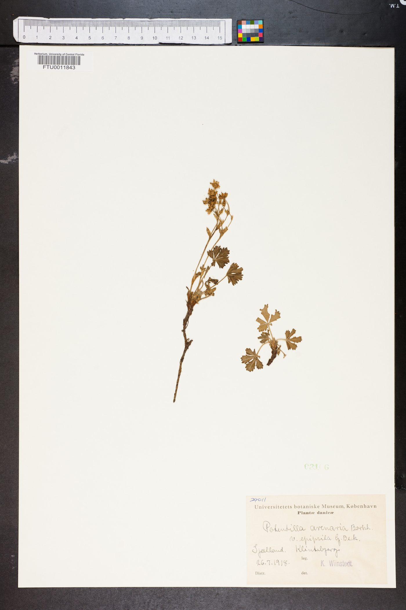 Potentilla incana image