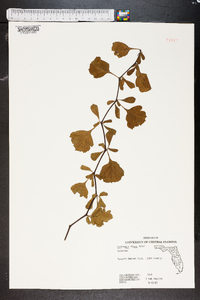 Crataegus flava image