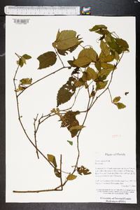 Rubus argutus image