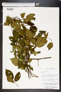 Rubus argutus image