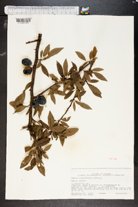 Prunus angustifolia image