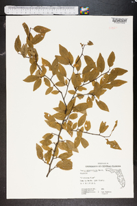 Prunus angustifolia image